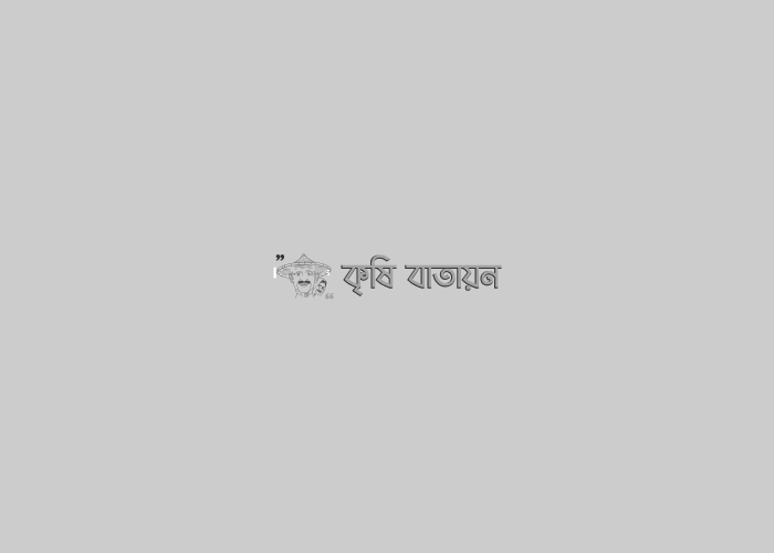 সিলেটে মিষ্টি কুমড়া